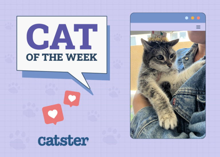 Catster Photo Contest: Cats of the Week Winners (May 08, 2025)
