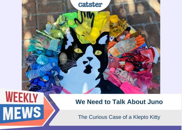 We Need to Talk About Juno – The Curious Case of a Klepto Kitty