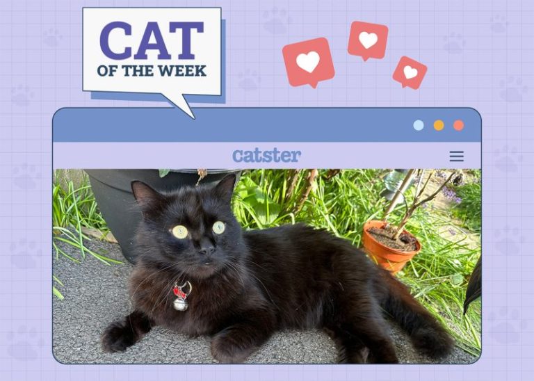 Catster Photo Contest: Cats of the Week Winners (May 1, 2025)