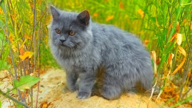 Grey Persian Cat Breed: Info, Pictures, Care & More
