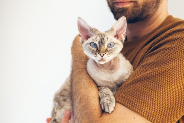 Why Does My Cat Fart When I Pick Him Up? 5 Vet-Reviewed Reasons